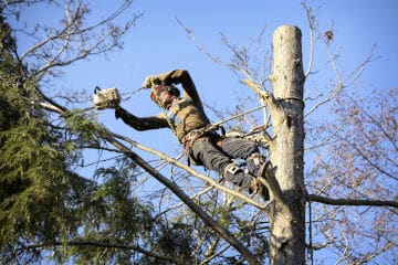 εναερίτης κόβει δέντρο